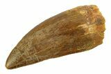 Serrated, Carcharodontosaurus Tooth - Robust Tooth #351720-1
